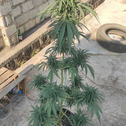 AK (a nout padoung) growlog timeline photo