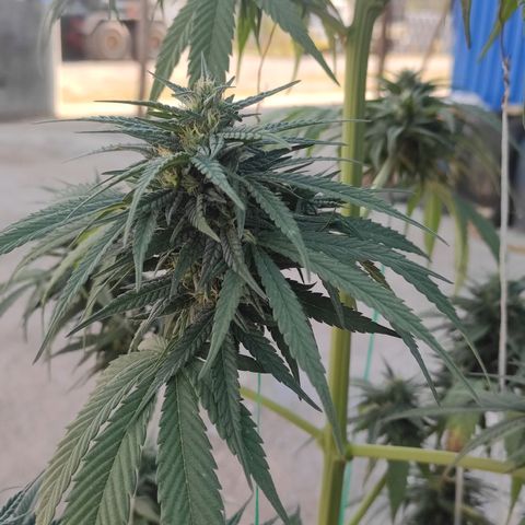 AK (a nout padoung) growlog timeline photo