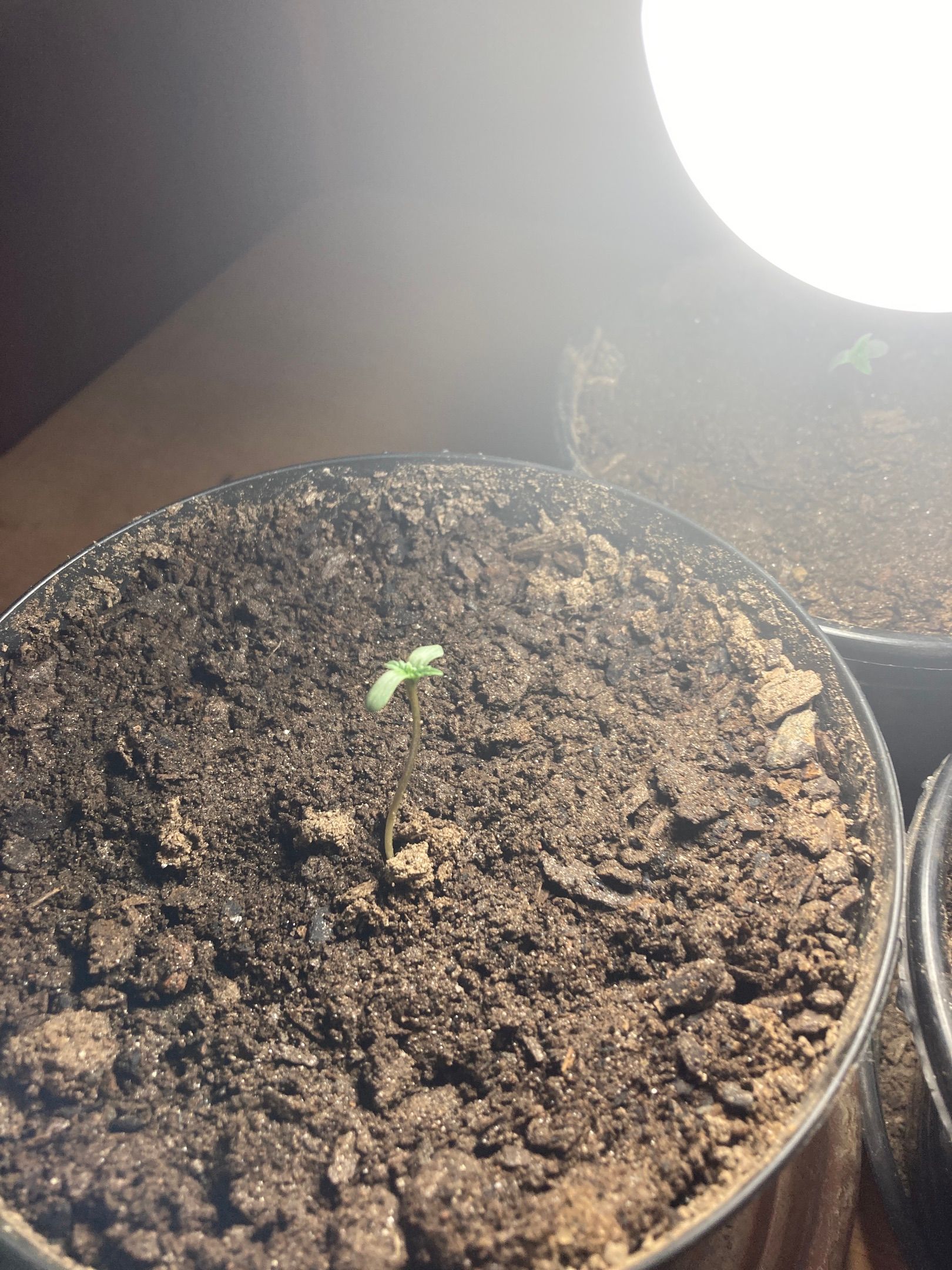 Moby dick auto growlog header