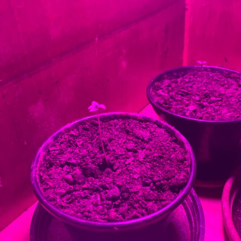 Moby dick auto growlog timeline photo