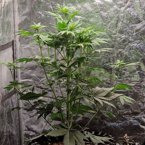 Banana Purple Punch Auto growlog timeline photo