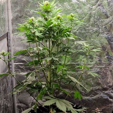 Banana Purple Punch Auto growlog timeline photo