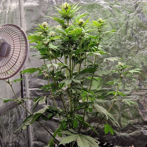 Banana Purple Punch Auto growlog timeline photo