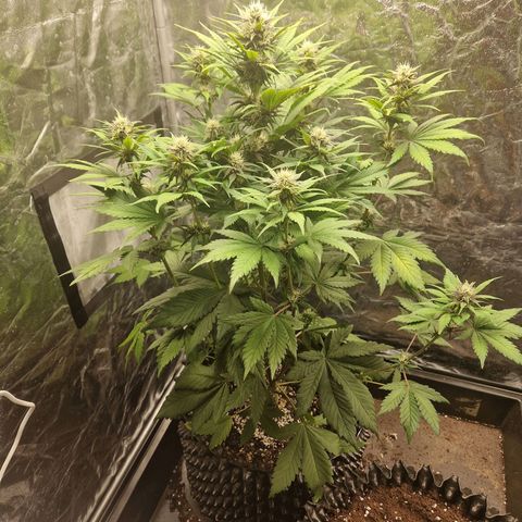 Banana Purple Punch Auto growlog timeline photo