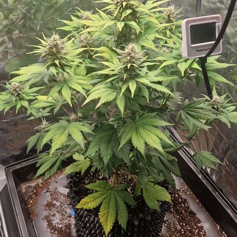 Banana Purple Punch Auto growlog timeline photo