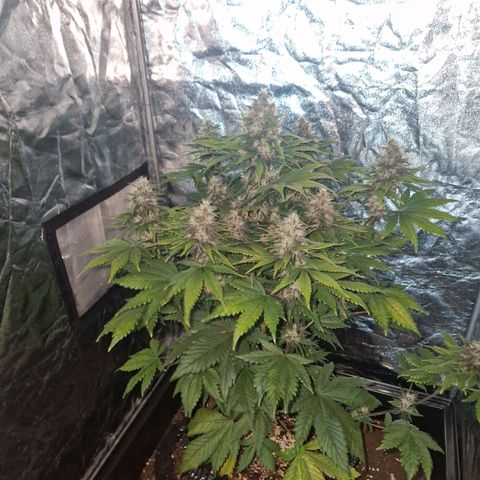 Banana Purple Punch Auto growlog timeline photo
