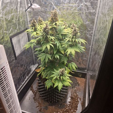 Banana Purple Punch Auto growlog timeline photo
