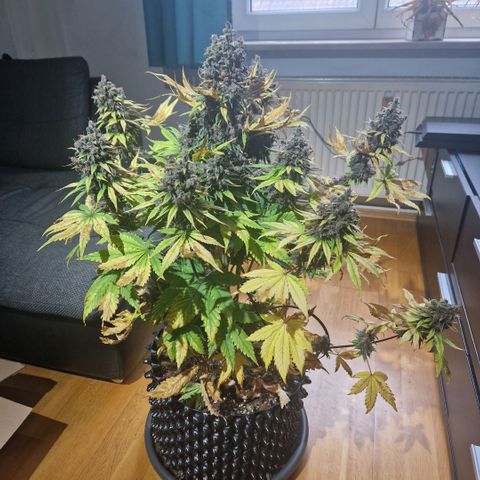 Banana Purple Punch Auto growlog timeline photo