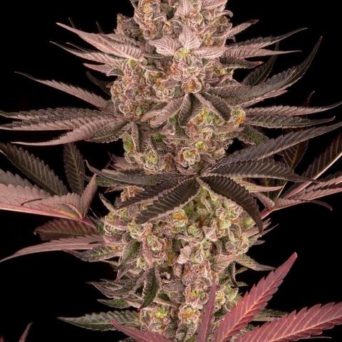 Biscotti Mintz growlog timeline photo