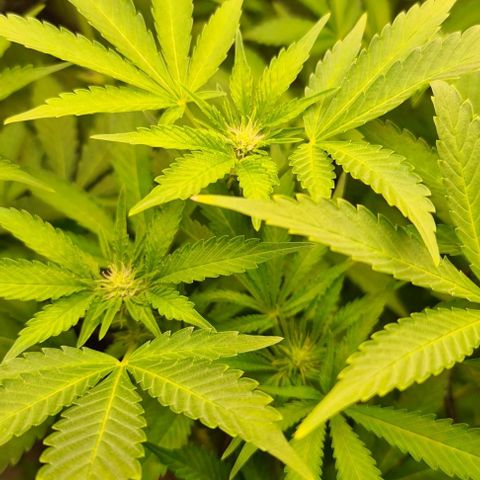 Biscotti Mintz growlog timeline photo