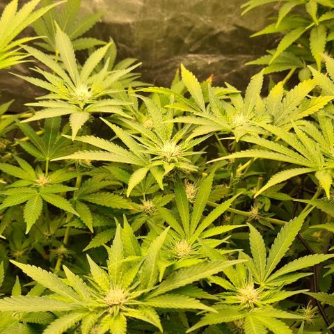 Biscotti Mintz growlog timeline photo