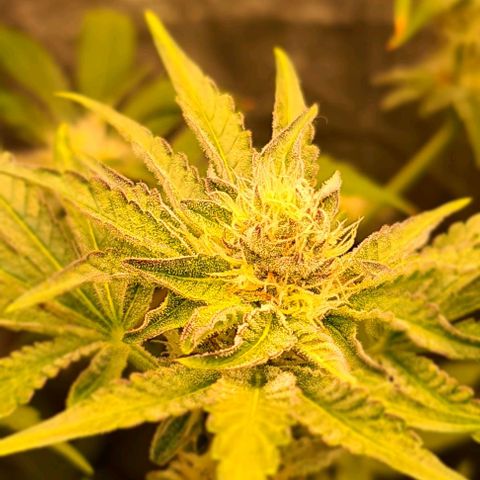 Biscotti Mintz growlog timeline photo