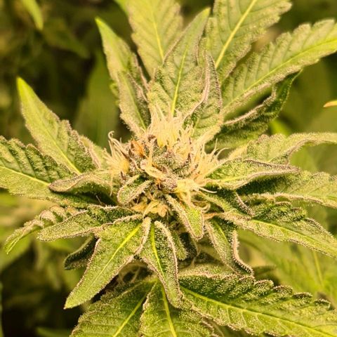 Biscotti Mintz growlog timeline photo