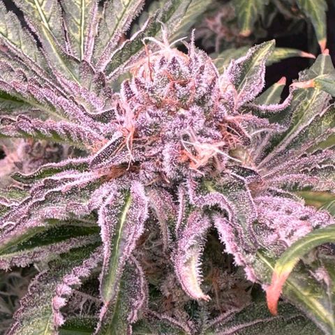 Biscotti Mintz growlog timeline photo