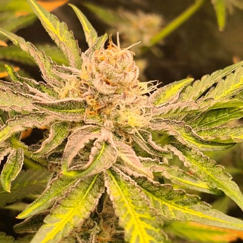 Biscotti Mintz growlog timeline photo