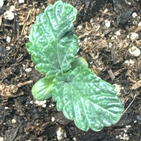 Purps #1 growlog timeline photo