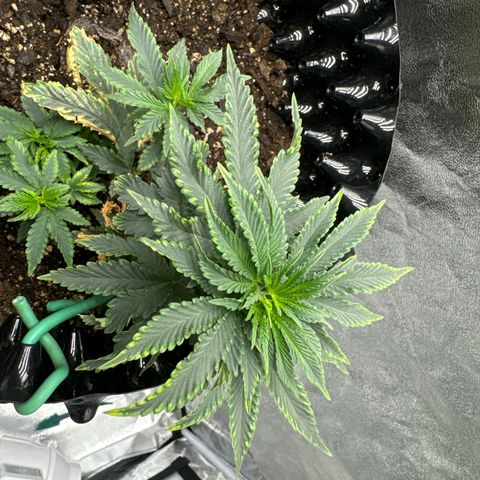 Purps #1 growlog timeline photo