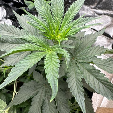 OG Kush growlog timeline photo