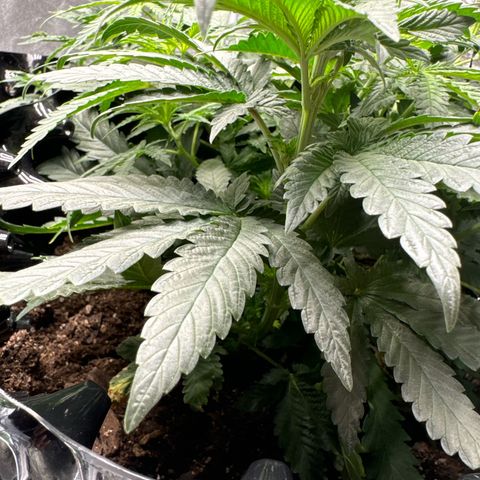 OG Kush growlog timeline photo