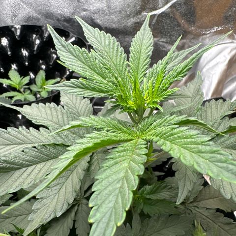 OG Kush growlog timeline photo