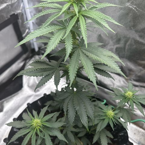 Purps #1 growlog timeline photo