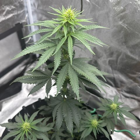 Purps #1 growlog timeline photo
