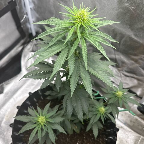 Purps #1 growlog timeline photo