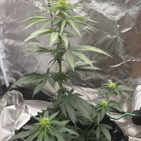 Purps #1 growlog timeline photo