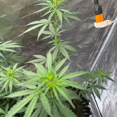 OG Kush growlog timeline photo