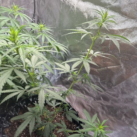OG Kush growlog timeline photo