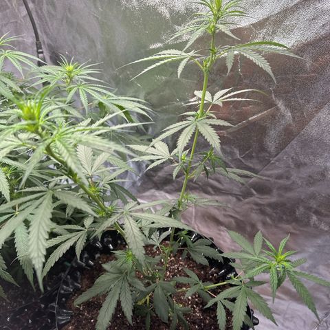 OG Kush growlog timeline photo