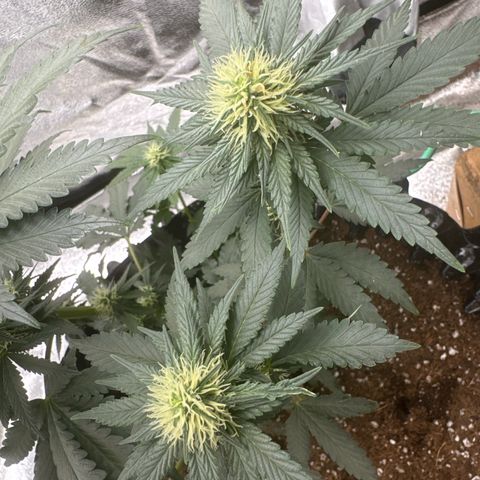 Purps #1 growlog timeline photo