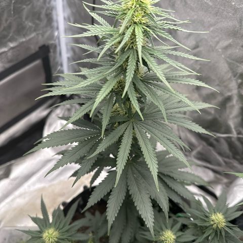 Purps #1 growlog timeline photo