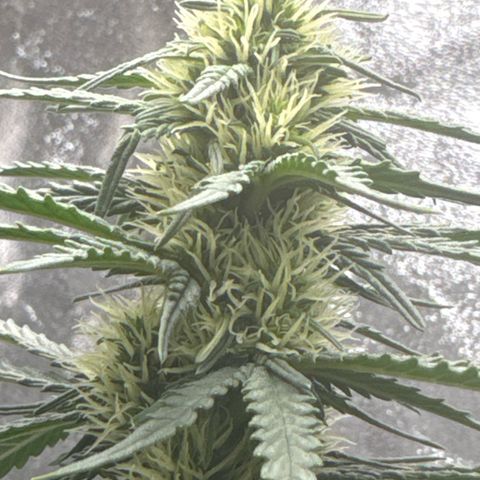 Purps #1 growlog timeline photo