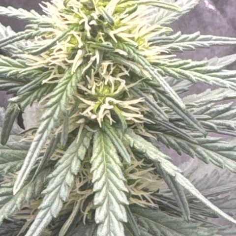Purps #1 growlog timeline photo