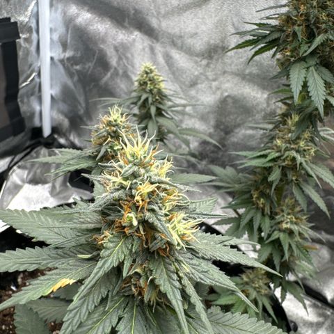 Purps #1 growlog timeline photo
