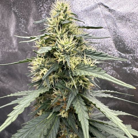 Purps #1 growlog timeline photo