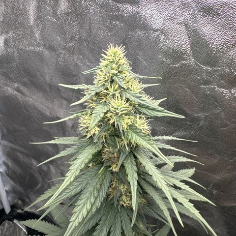 Purps #1 growlog timeline photo