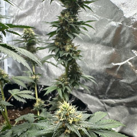 Purps #1 growlog timeline photo