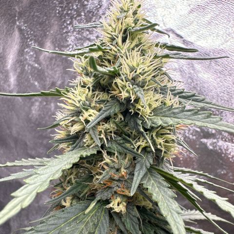 Purps #1 growlog timeline photo