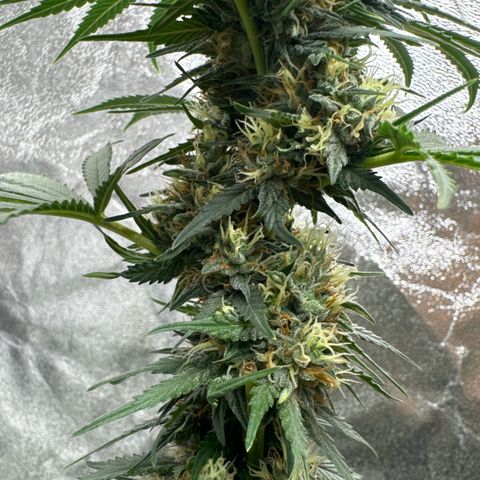 Purps #1 growlog timeline photo