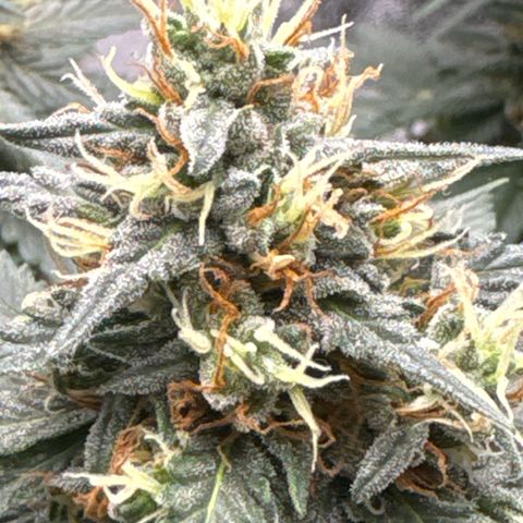 Purps #1 growlog timeline photo