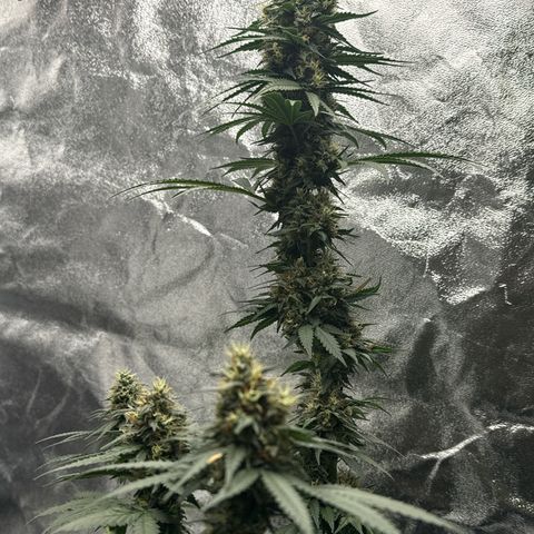 Purps #1 growlog timeline photo