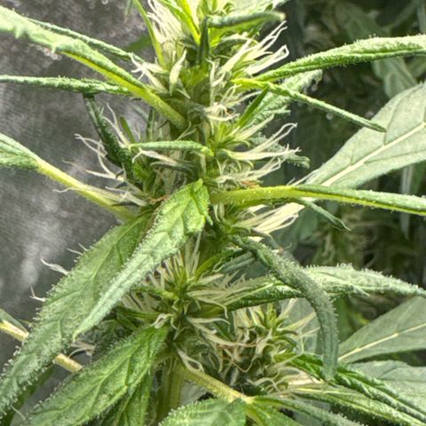 OG Kush growlog timeline photo