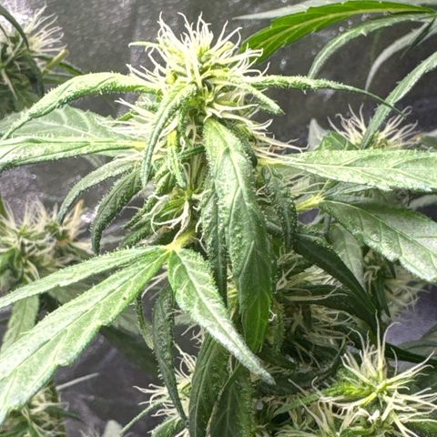 OG Kush growlog timeline photo