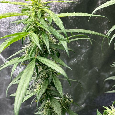 OG Kush growlog timeline photo