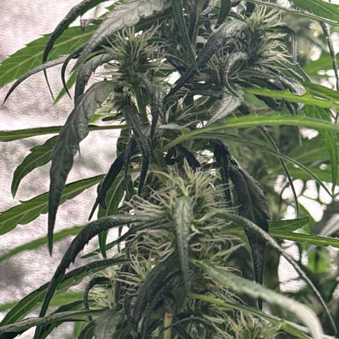 OG Kush growlog timeline photo