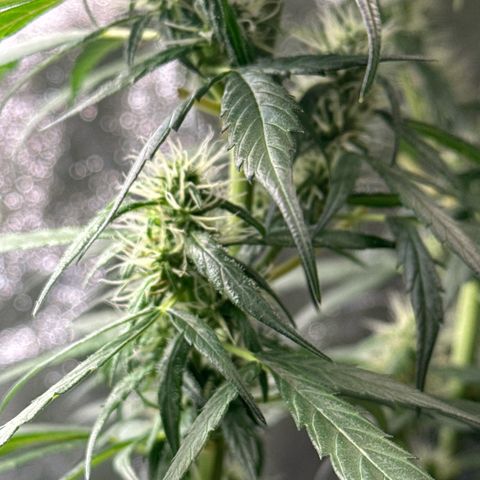 OG Kush growlog timeline photo