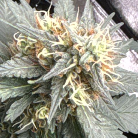 Purps #1 growlog timeline photo