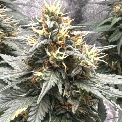 Purps #1 growlog timeline photo